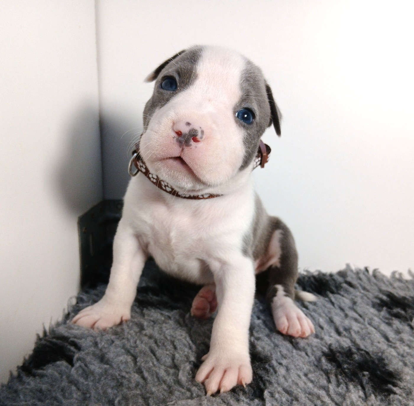 De La Legende Us De Siberia - Chiots disponibles - American Staffordshire Terrier