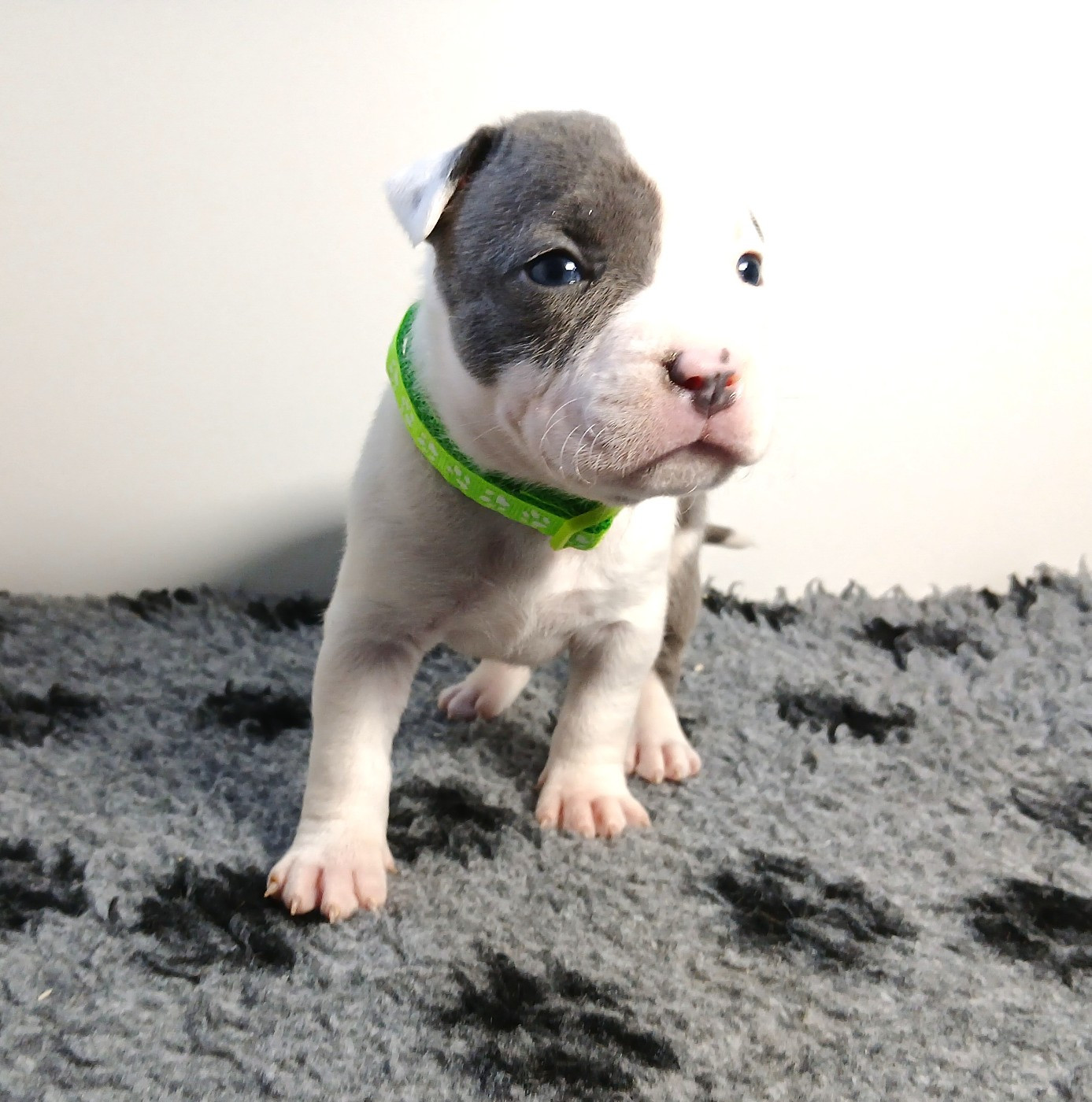 De La Legende Us De Siberia - Chiots disponibles - American Staffordshire Terrier