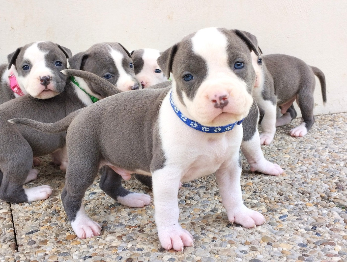 De La Legende Us De Siberia - Chiots disponibles - American Staffordshire Terrier