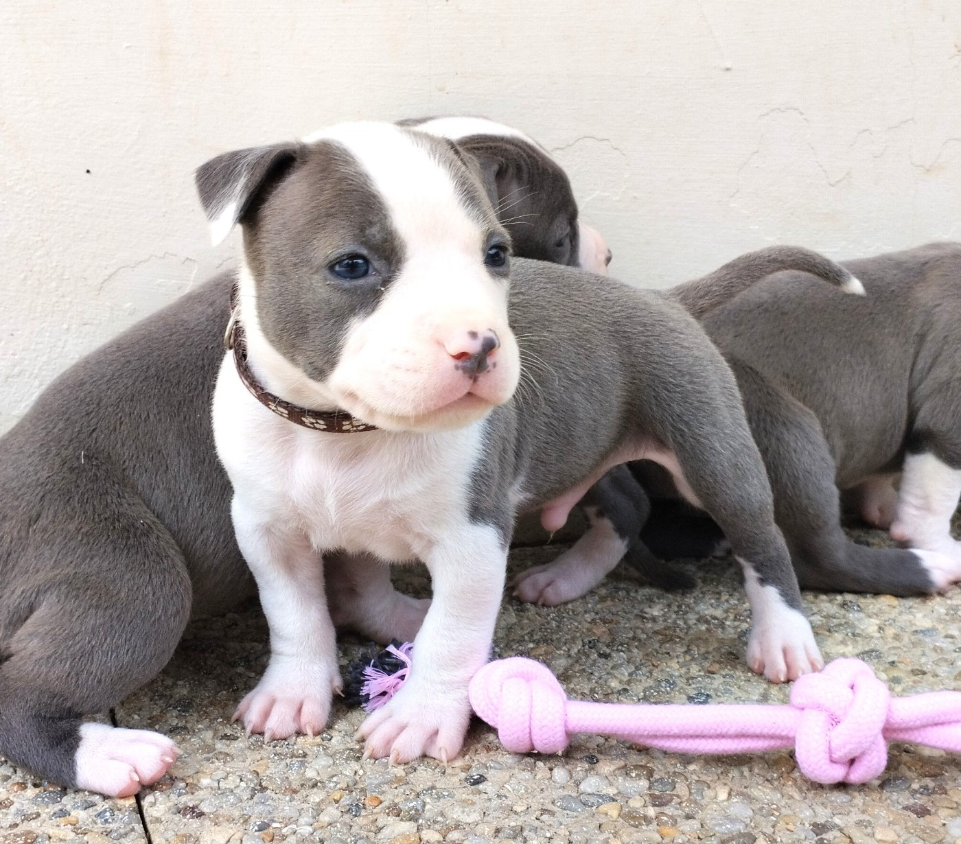 De La Legende Us De Siberia - Chiots disponibles - American Staffordshire Terrier