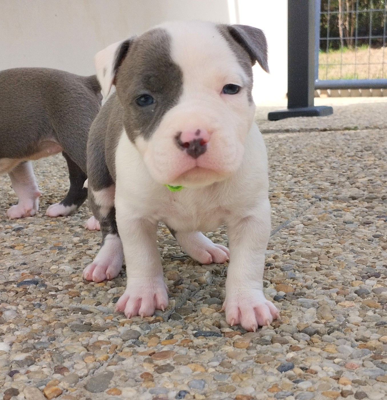 De La Legende Us De Siberia - Chiots disponibles - American Staffordshire Terrier