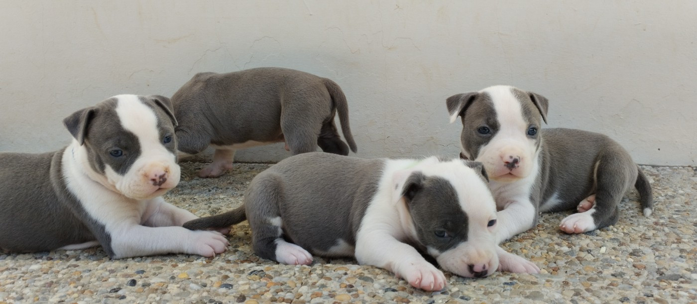 De La Legende Us De Siberia - American Staffordshire Terrier - Portée née le 31/07/2026