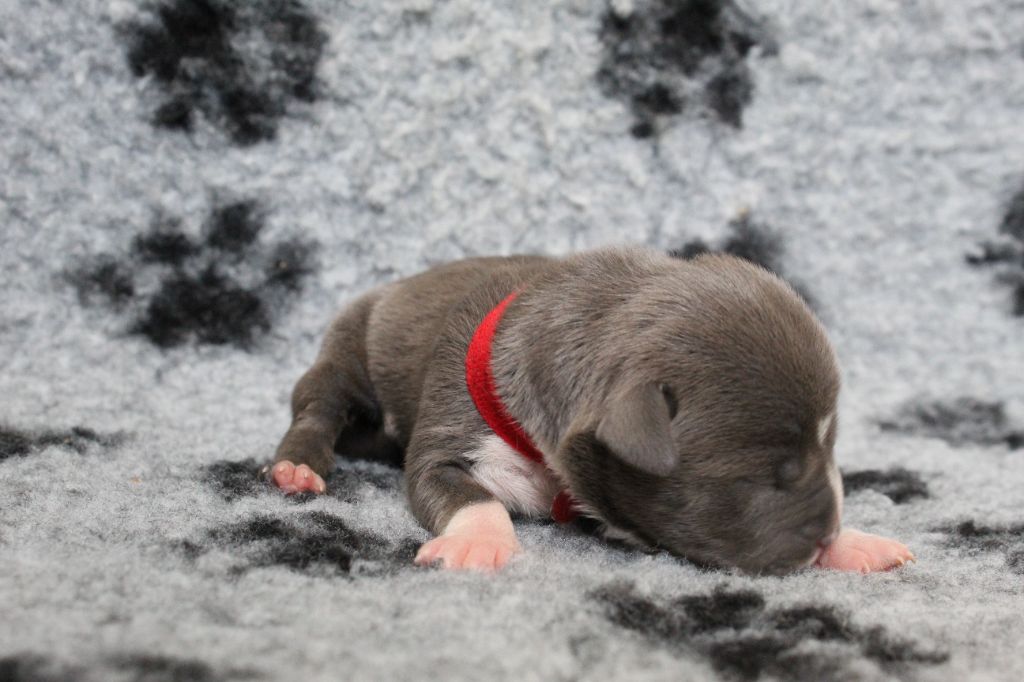 De La Legende Us De Siberia - Chiots disponibles - American Staffordshire Terrier