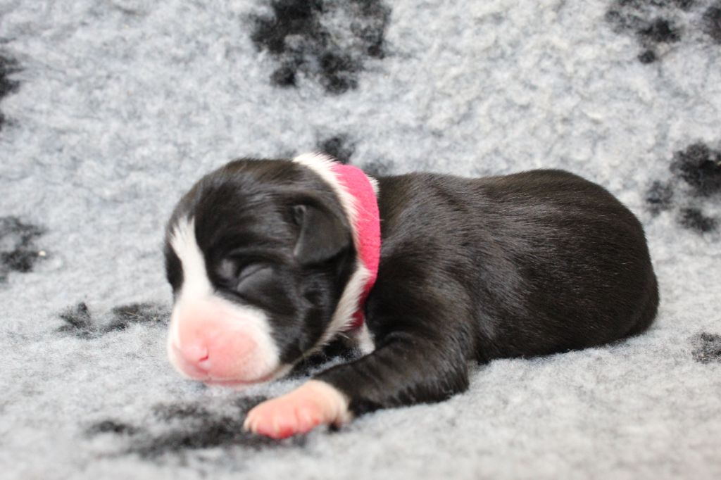 De La Legende Us De Siberia - Chiots disponibles - American Staffordshire Terrier