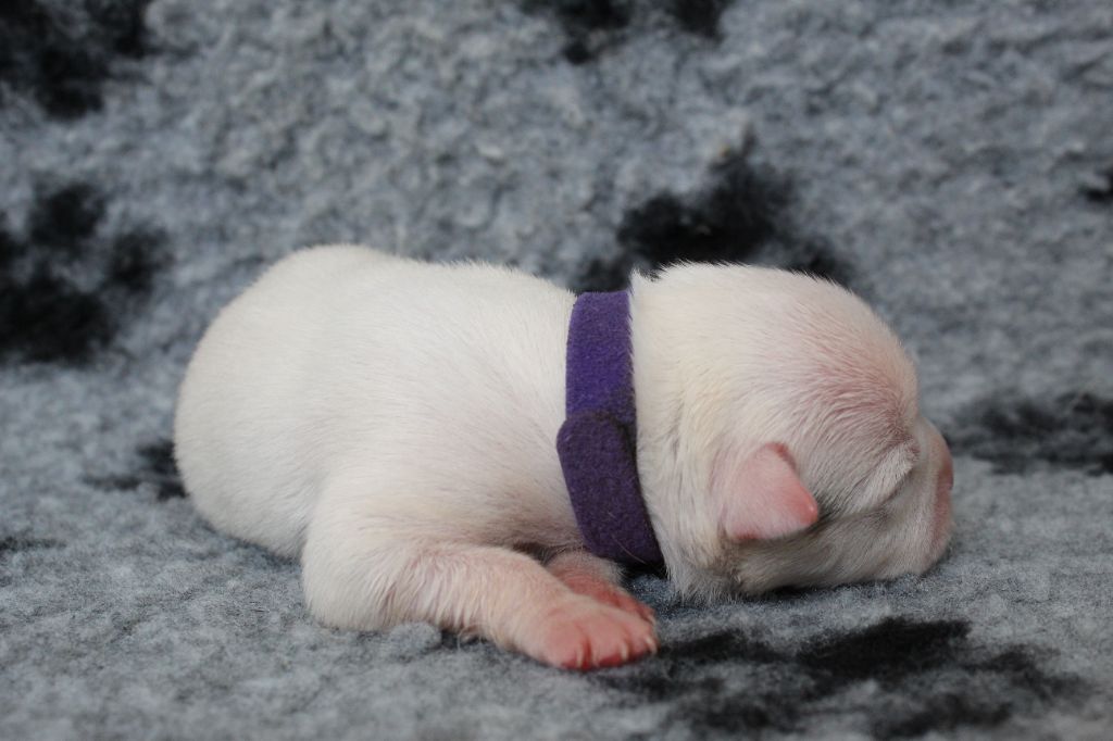 De La Legende Us De Siberia - Chiots disponibles - American Staffordshire Terrier