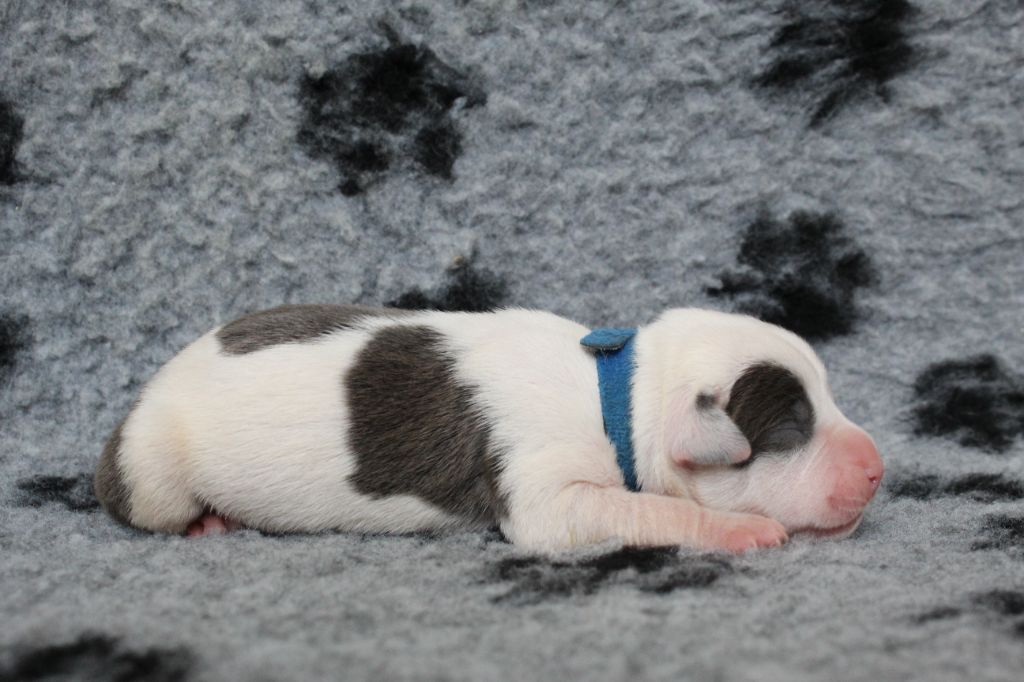 De La Legende Us De Siberia - Chiots disponibles - American Staffordshire Terrier