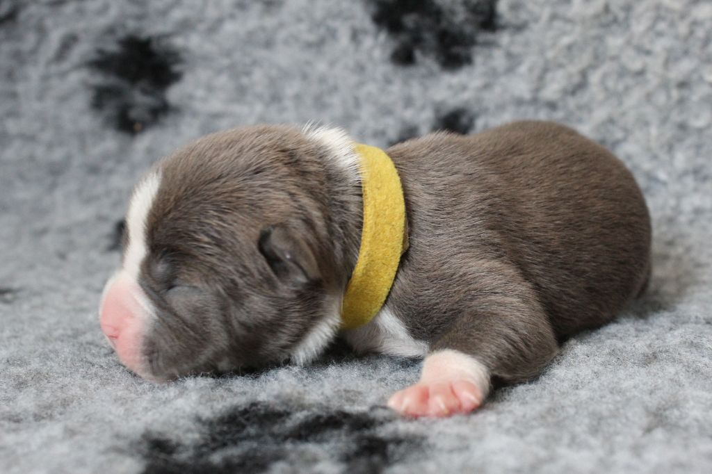 De La Legende Us De Siberia - Chiots disponibles - American Staffordshire Terrier