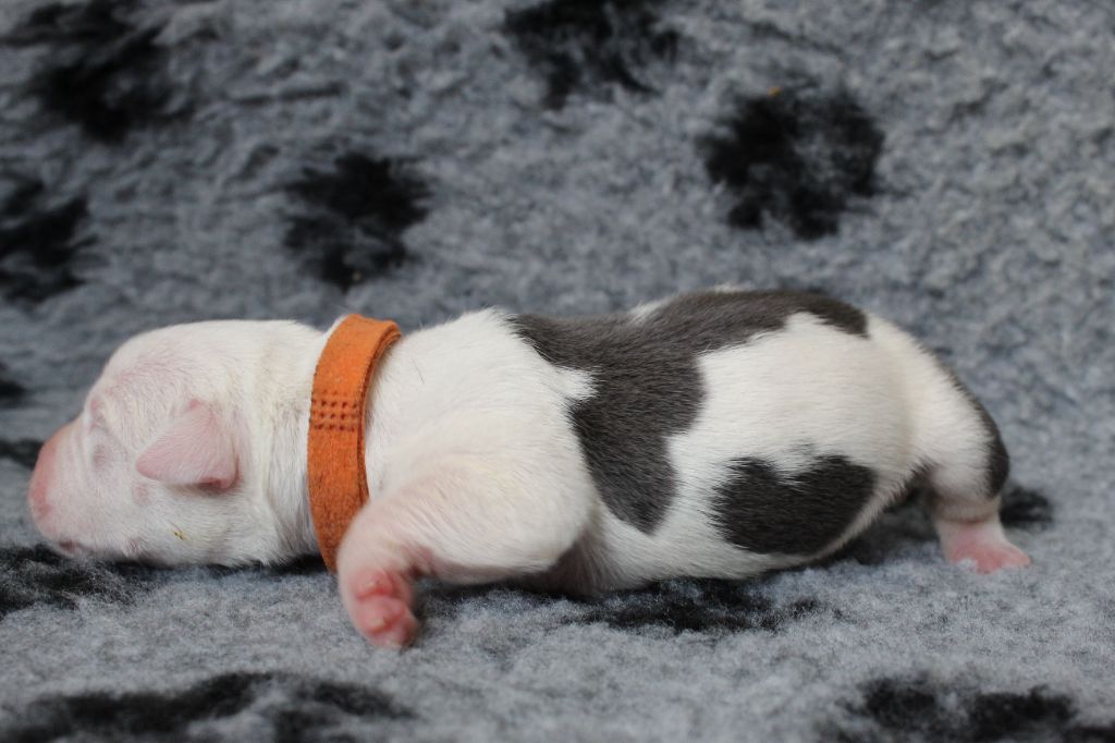 De La Legende Us De Siberia - Chiots disponibles - American Staffordshire Terrier