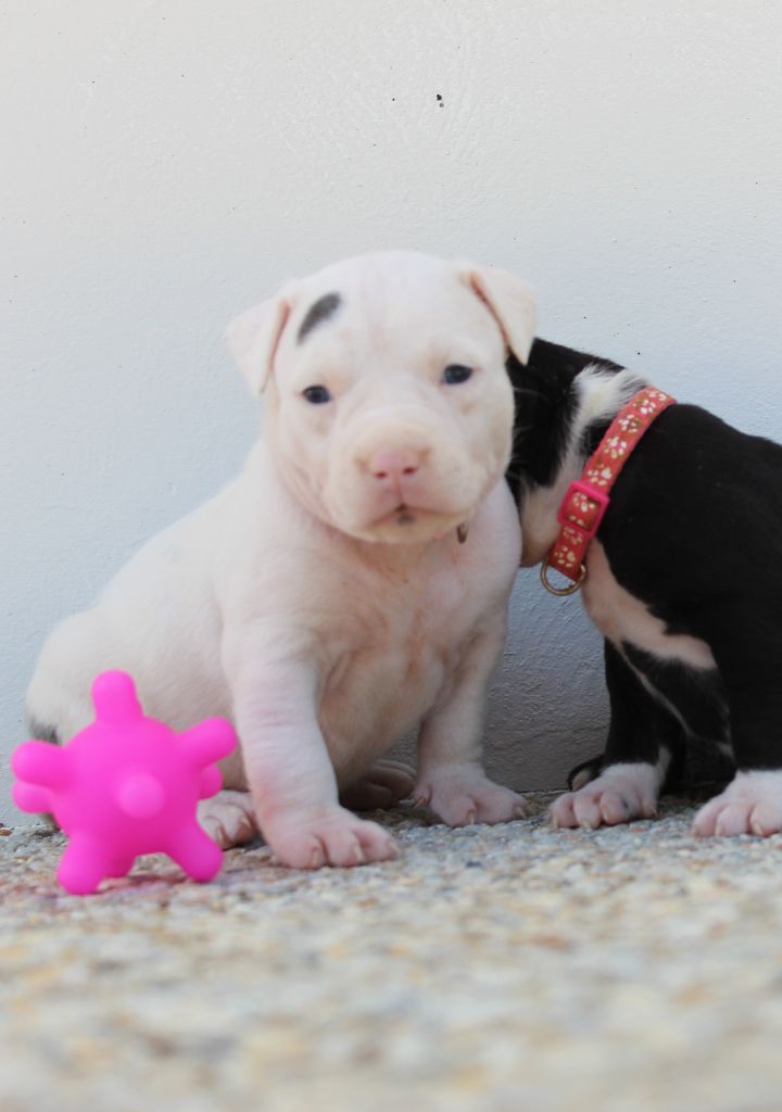 De La Legende Us De Siberia - Chiots disponibles - American Staffordshire Terrier