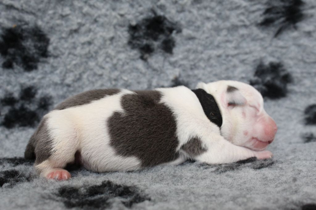 De La Legende Us De Siberia - Chiots disponibles - American Staffordshire Terrier