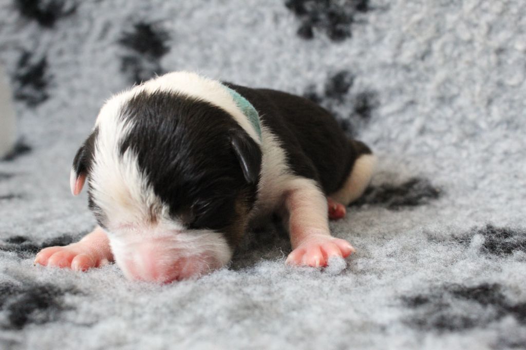 De La Legende Us De Siberia - Chiots disponibles - American Staffordshire Terrier