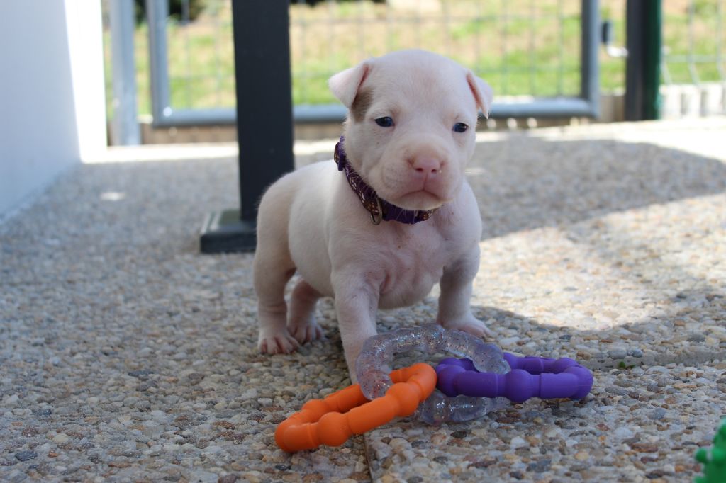 De La Legende Us De Siberia - Chiots disponibles - American Staffordshire Terrier