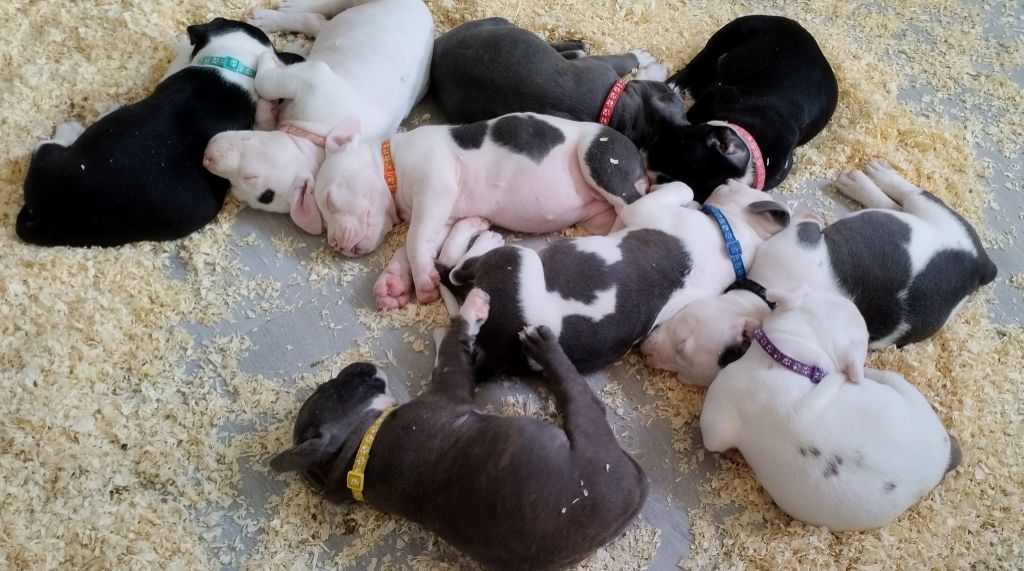 Chiot American Staffordshire Terrier De La Legende Us De Siberia