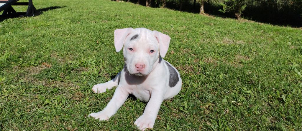 De La Legende Us De Siberia - Chiots disponibles - American Staffordshire Terrier